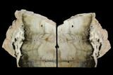Petrified Wood Bookends - Oregon #125078-1